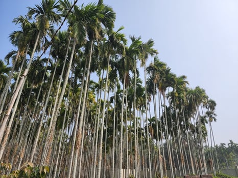 The Majestic Betel Nut Tree photo