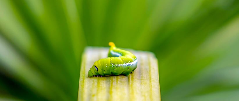 Bright green butterfly caterpillar with big eyes.The big green caterpillar in nature photo