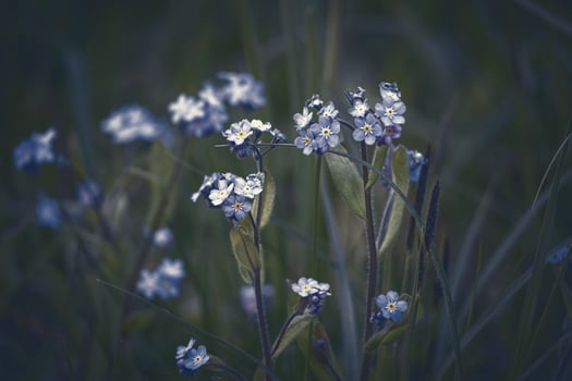 Forget-me-not, Myosotis, flowers blooming in darkness bokeh side view photo