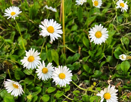 Many white wild Daisy Daisies flowers in meadow field photo