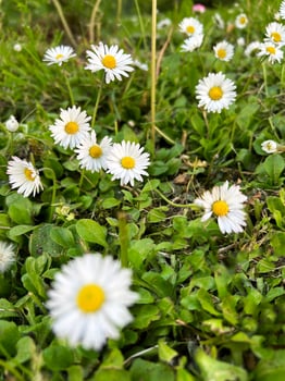 cute field of daisy flowers photo