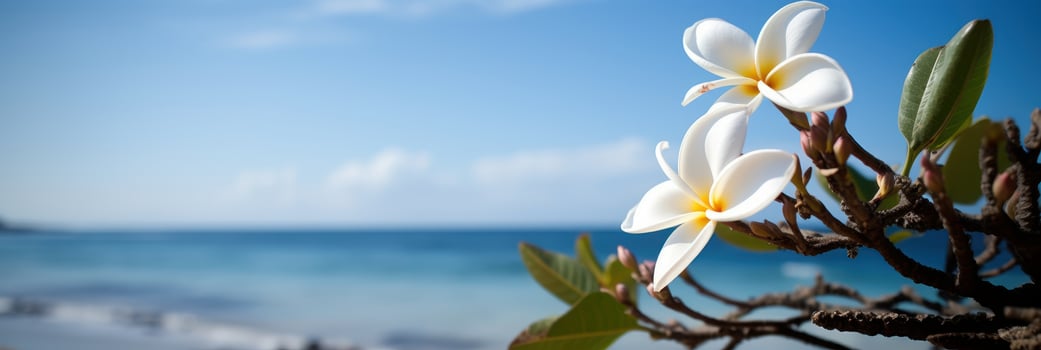 Plumeria Frangipani on tropical sea and beach blue sky background, Summer festive time. photo
