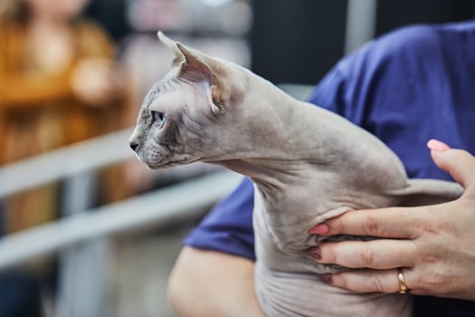 Sphynx is hairless cat with the behavior and character of dog photo