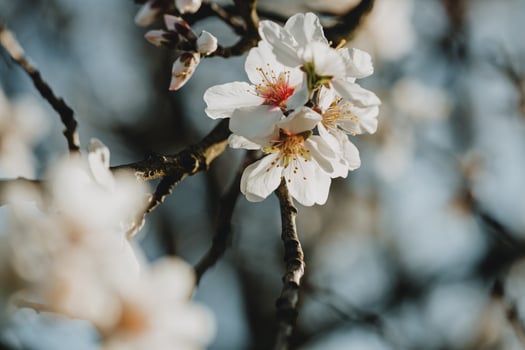 Detail of bloom of blooming cherry tree with pink middles and white petals against the blue sky photo