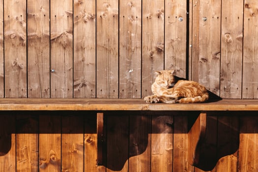 The brown tomcat relaxing, lying and basking in sun light on the wooden shelf with brown wooden background in negative space photo
