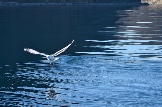 Seagulls takes off in the fjord. Water drops splash in dynamic movement of sea bird. photo