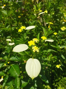 Blooming flower in the garden photo