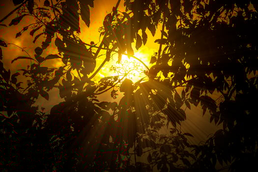 Woodland silhouette against  the sunset sky with sunburst photo