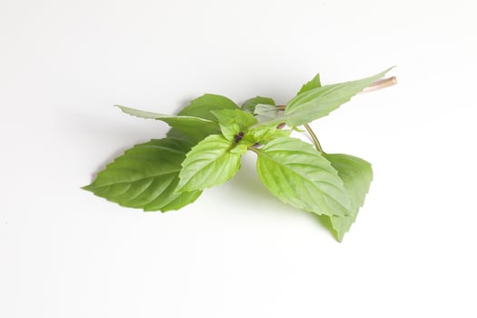 Green Thai Basil photo