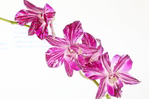 Colorful Orchid Flower photo