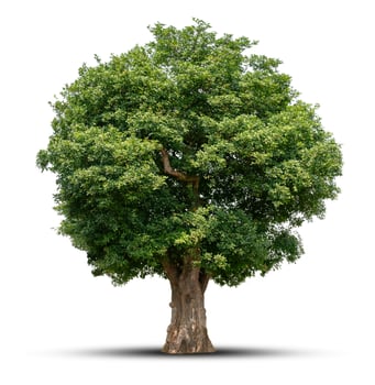 big tree isolate on white background photo