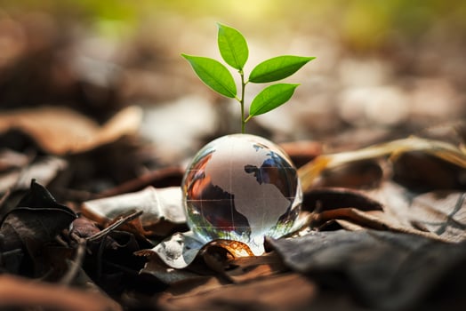 glass globe ball with tree growing and green nature blur background. eco concept photo
