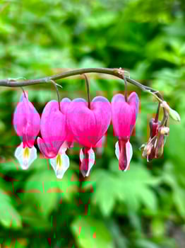 beautiful shape of the heart-shaped cupid flower dicentra spectabilis on a green background photo