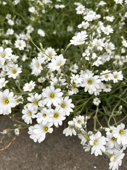 white flowers the boreal chickweed   on a green grass photo