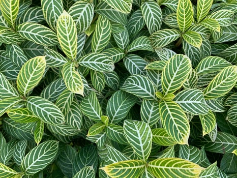 Yellow Green Leaves of Zebra Plant or Sanchezia speciosa Leonard Background photo