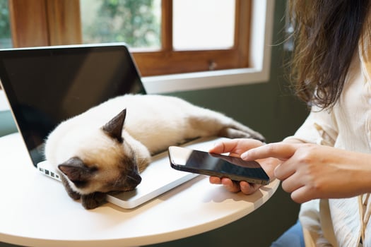 woman working on phone from home with cat. cat asleep on the laptop keyboard. assistant cat working at Laptop photo