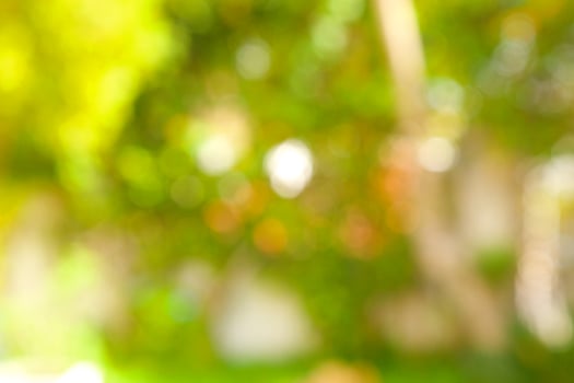 Summer background. Out of focus photo