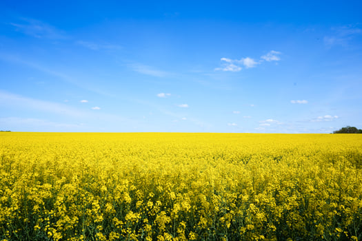 Rapeseed field. Wonderful blooming yellow canola field landscape. photo