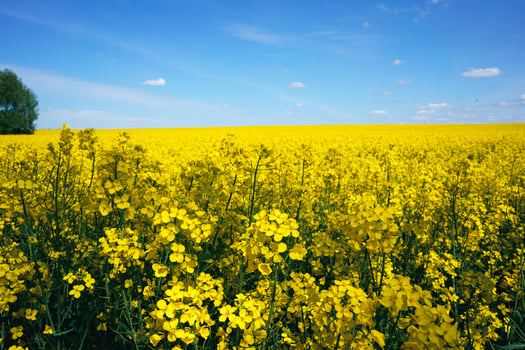 Rapeseeds field. Beatiful growing canola close-up. Oil rapeseeds flowers. Beautiful landscape of blooming rapeseeds. photo