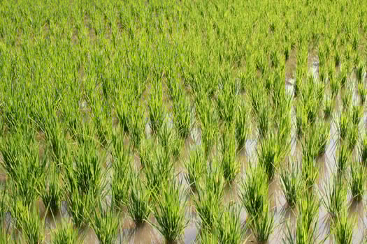 Rice plants in green rice fields in Asian country photo
