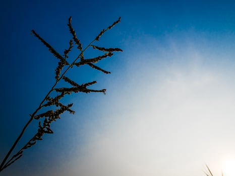 Silhouette Grass blade in colorful evening sky photo