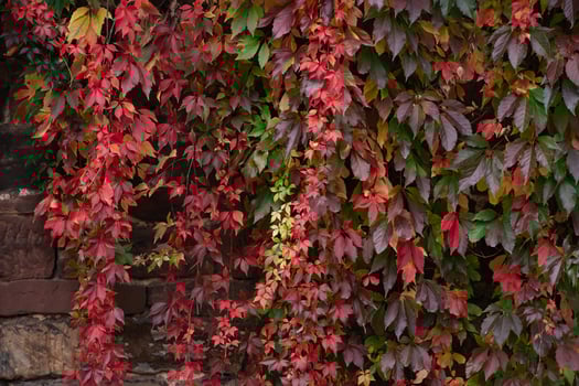 Stone wall with red ivy photo
