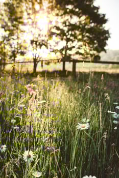 Fresh green spring meadow full of flowers and daisy during the spring sunrise with sun light going through the tree in background in vertical oriantation photo