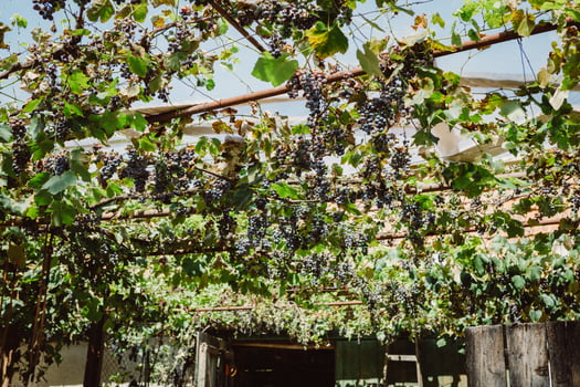 Grapevine with blue grapes used as a sun protection for shading the backyard during the hot sunny summer day in Romania photo