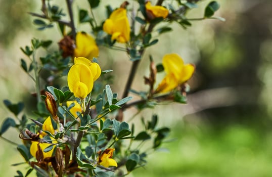 Blooming wild flowers on background of green grass, spring photo