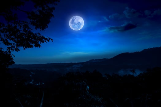 Beautiful night with full moon and silhouette of trees photo