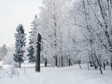 Winter landscape with a broken pine tree and forest path. photo