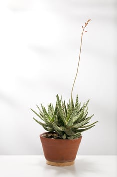 Aloe christmas carol is potted in a terracotta pot on a white table. photo