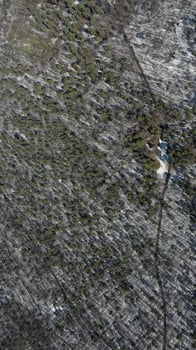 Bird's eye view on a small forest. photo