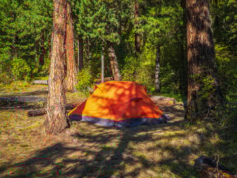 Vivid orange tent under conifer trees on summer forest. Tent under tree in coniferous forest on hillside. Closeup of bright orange tent in mountains. Scenic mountain landscape in autumn photo