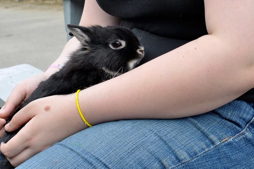 Unrecognizable woman holding a balck rabbit photo