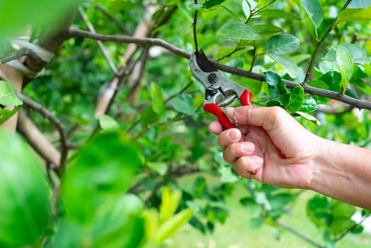 Close up Hand of Gardener Pruning Branch of Tree in Farm photo