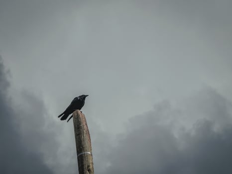 Silhouette of a black raven sitting on a telegraph pole against photo