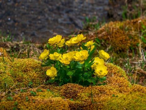 Bush of yellow flowers Ranunculus glacialis commonly known as glacier buttercup or glacier crowfoot. photo