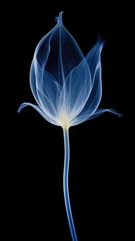 X - ray photo of transparent lotus bud, white and royal blue.