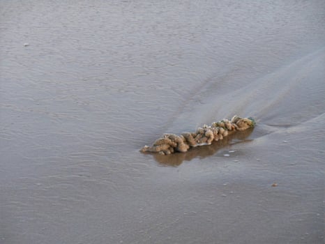 Wet piece of rope on the seashore photo