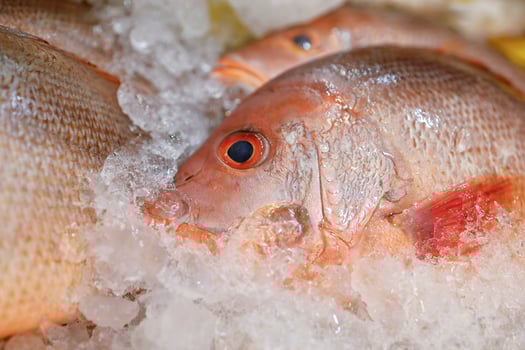 Fresh red snapper fish at weekly street market photo