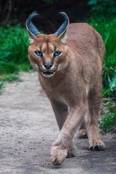 Portrait desert cats Caracal or African lynx with long tufted ears photo