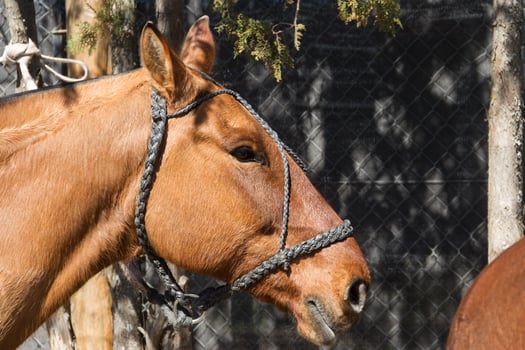beautiful domestic horses in the Argentine countryside photo