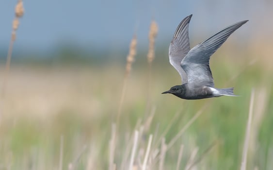 Adult Black tern - Chlidonias niger - flying over river bed in search for food with wide spreaded wings photo