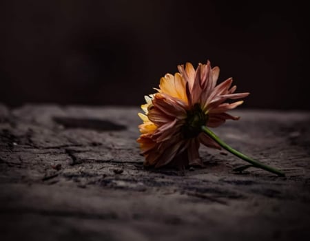 Beautiful blooming flower photo