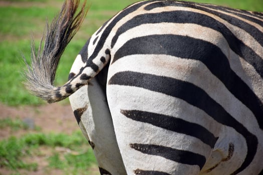 Animal on jungle photo