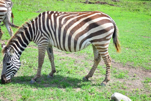 Animal on jungle photo