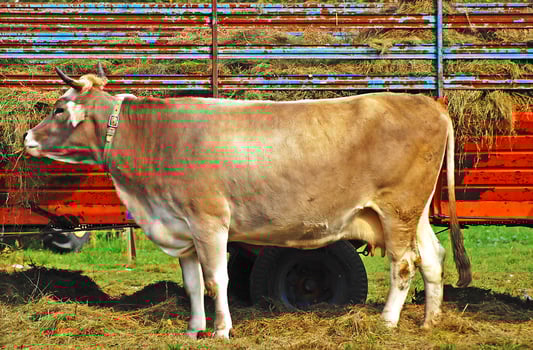 Cow Eating Hay in a Farm photo