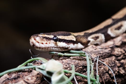 Royal python snake. Reptile and reptiles. Amphibian and Amphibians. Tropical fauna. Wildlife and zoology. photo