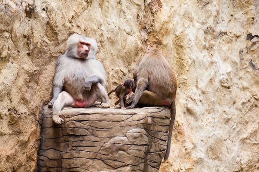 Baboons family in captivity. hamadryas baboon photo